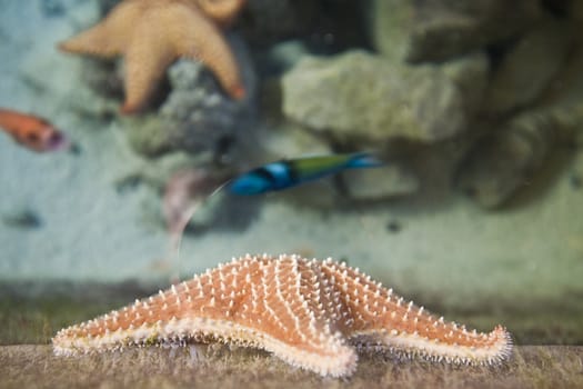 star in marine sub virgin gorda bvi