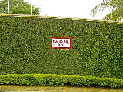 wall of ivy on the street sun