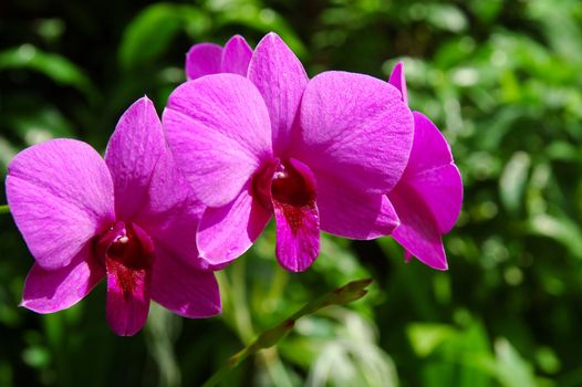 purple orchids on green background