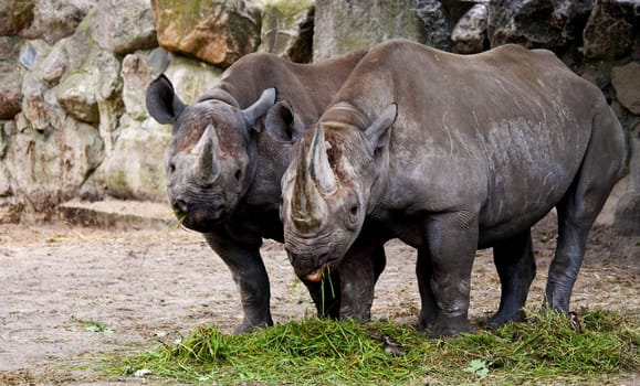 Two young rhinoceros grazing on fresh grass at a zoo