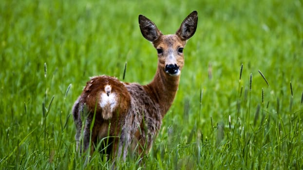 A roe deer in high green grass looking straight into the camera