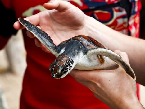 A young sea turtle being held at a turtle sanctuary