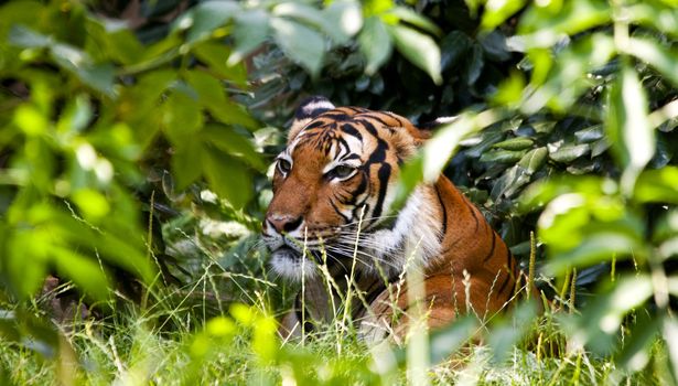 A tiger resting in the shade of green vegetation
