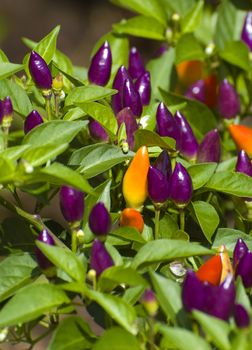 close-up shot of colorful small pepper plant