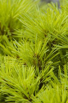 close-up of a Pine branch good for background