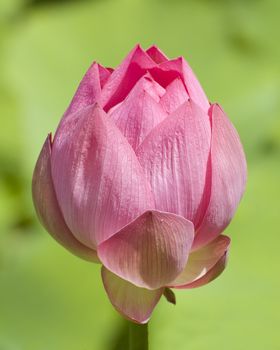 close-up shot of an opening pink lotus flower