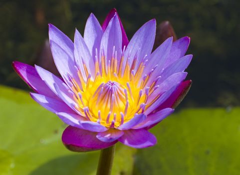 close-up shot of a purple water lily with depth of field effect