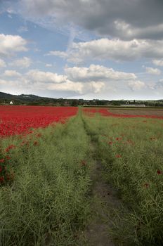 A field of poppies in the Kent countryside