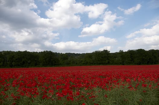 A field of poppies in the Kent countryside