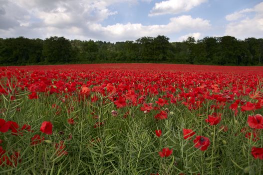 A field of poppies in the Kent countryside