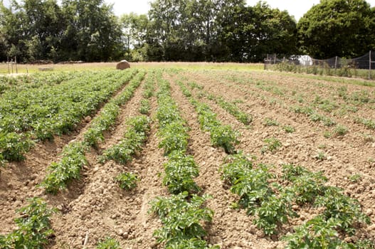 A vegetable garden in the Kent countryside