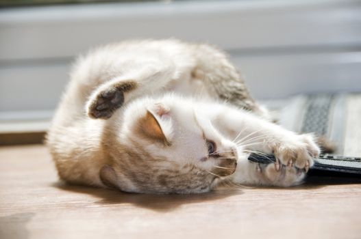 A snowy bengal kitten playing on the floor