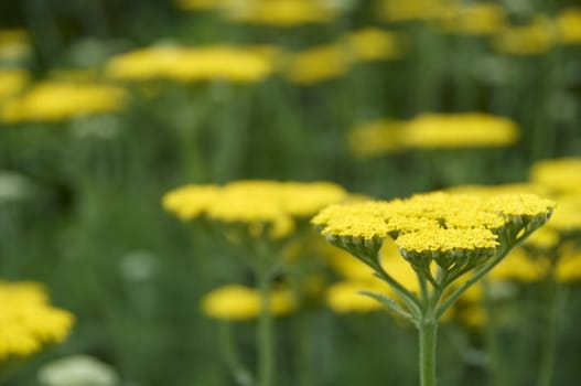 A sea of yellow achillea and green leaves