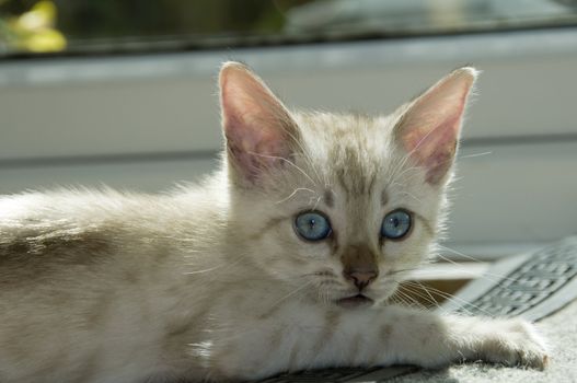 A snowy bengal kitten playing on the floor