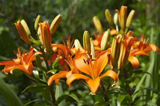A bunch of orange lillies with a green background