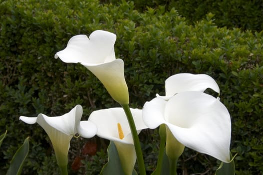 A bunch of white calla lilies with a green background