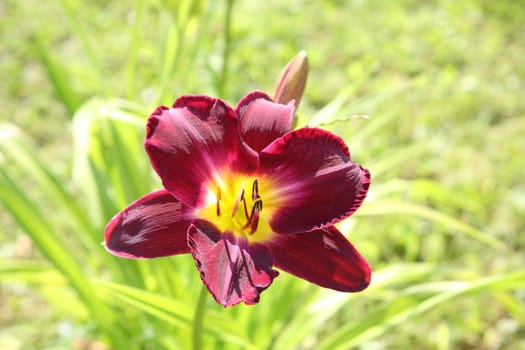 The red flower day-lily, macro photo. Flora