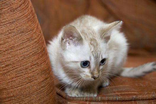A kitten sitting on an orange couch
