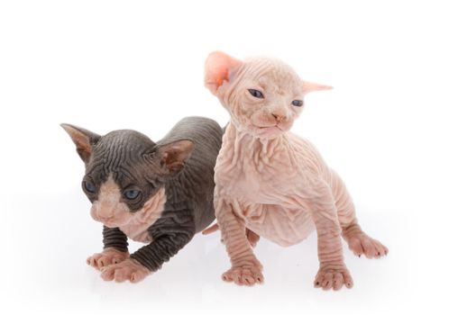 Two newborn sphinx kittens playing together