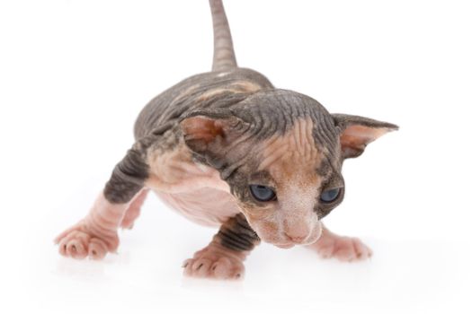 Sphinx kitten trying to walk on isolated background