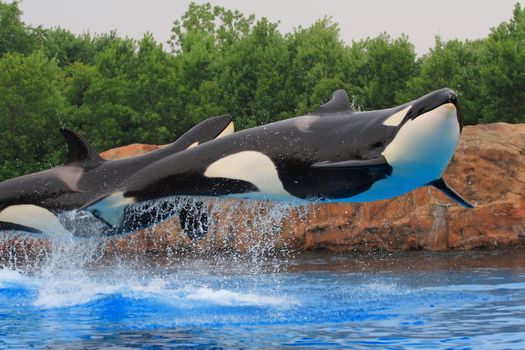 Jumping killer whales