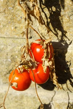 ripe tomatoes