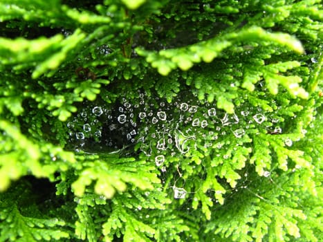 wet spiders web