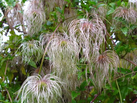 clematis seed heads