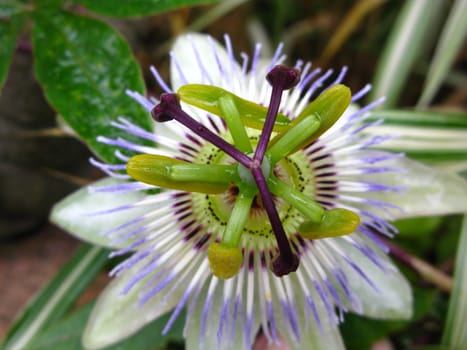 passion flower