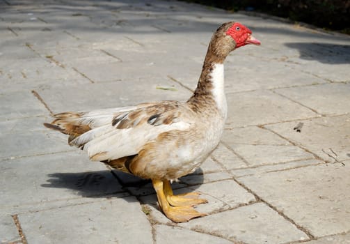 Red-headed Muscovy Duck on Malta.
