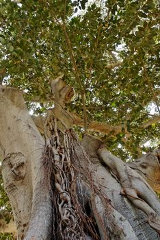 Large Ficus tree, probably a Ficus altissima in San Anton Gardens on Malta.
