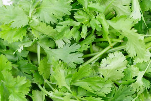 coriander leaves