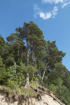 Pines on slope. Lithuania landscape with blue sky and clouds