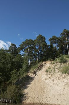 Pines on slope. Lithuania landscape with blue sky and clouds