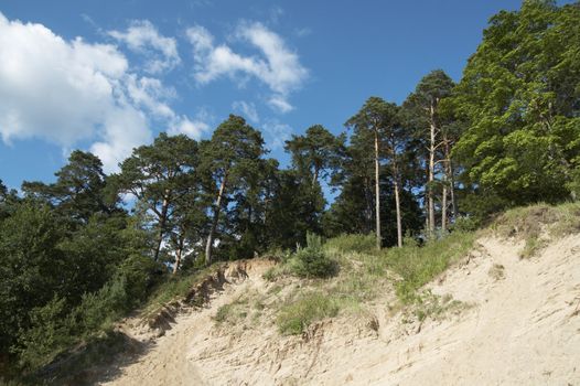 Pines on slope. Lithuania landscape with blue sky and clouds