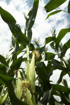 Corn on the stalk. Lithuania. Shot with Canon EOS 400D