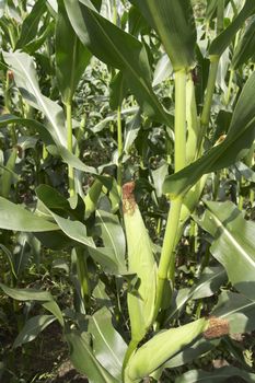 Corn on the stalk. Lithuania. Shot with Canon EOS 400D