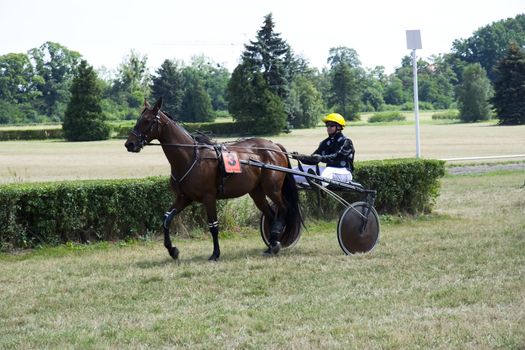 Horse trotting cart race competition