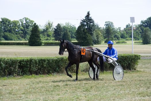 Horse trotting cart race competition