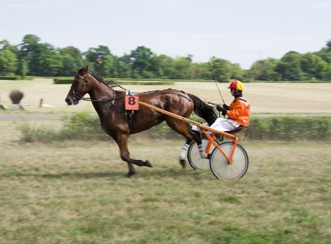 Horse trotting cart race competition