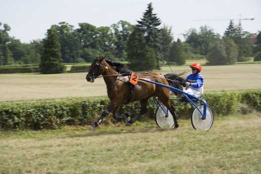 Horse trotting cart race competition