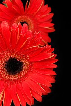 Red gerbera flowers on black background