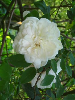 white rose