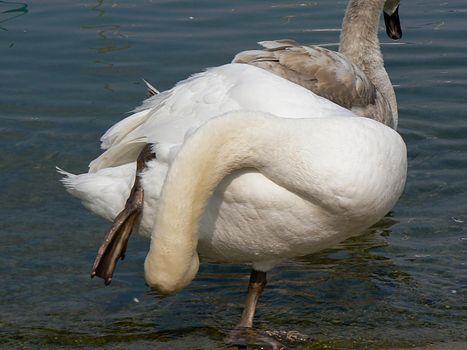 A swan which has a wash