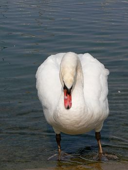A swan which comes out of the water