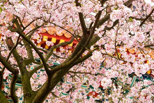 Nature background of sakura tree and flowers in spring.