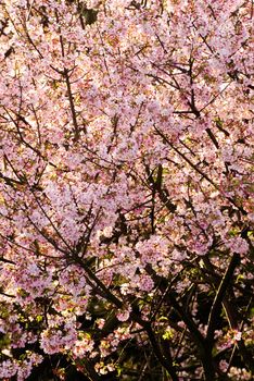 Pink flowers of sakura tree in day of spring.