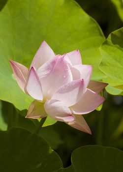 closeup of an opened lotus flower with a water drop