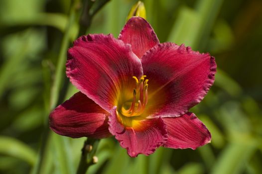 closeup of a red lily flower with depth of field effect