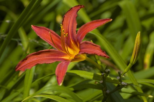 closeup shot of a red lily flower on a leaf covered background